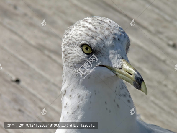 漂亮的鳥