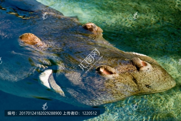 河馬