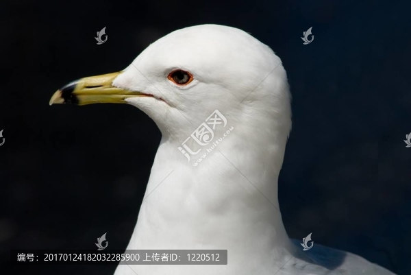 驕傲的海鷗