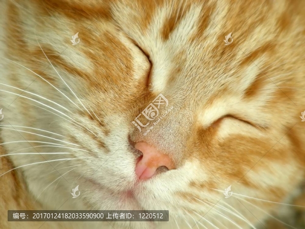 純粹的幸福