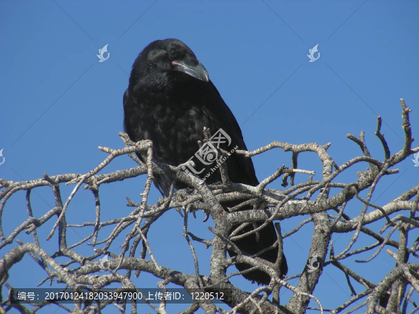 掠奪-匯圖網(wǎng) www.fosd68.com 掠奪