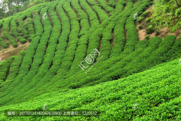 綠茶鮮葉