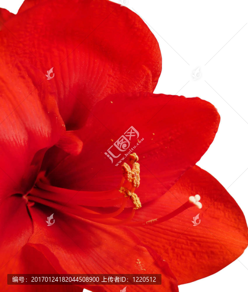 朱頂紅
