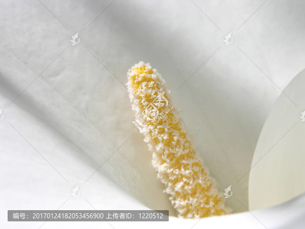 在一個Cala,Lily