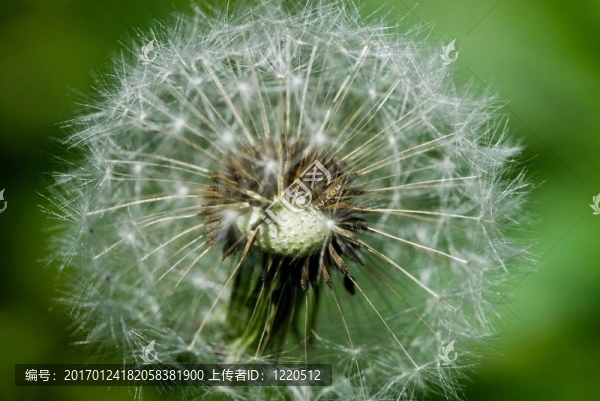 蒲公英-匯圖網(wǎng) www.fosd68.com 蒲公英
