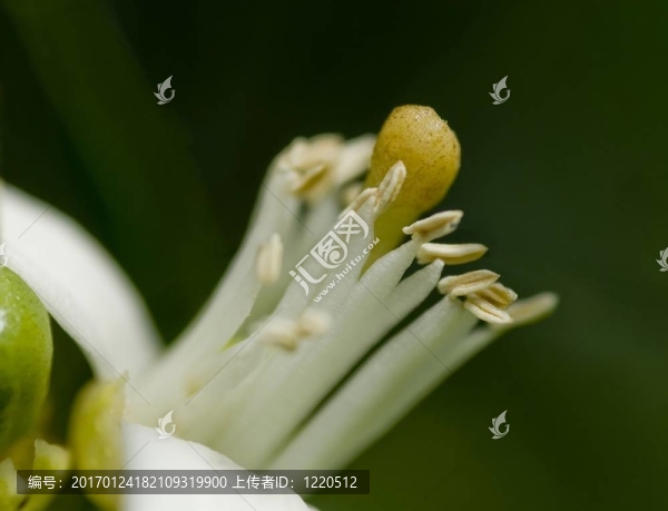菩提樹花