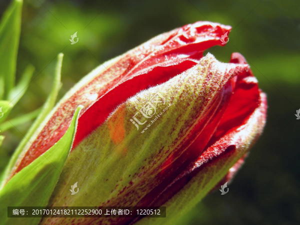 新芙蓉