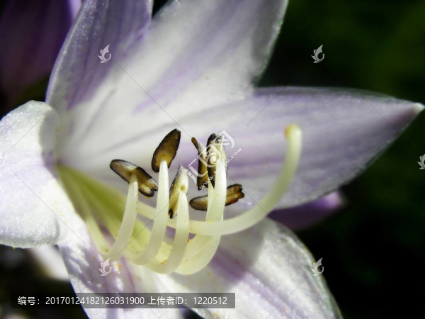 玉簪花開(kāi)