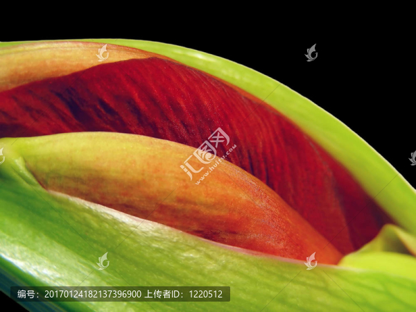 紅芽