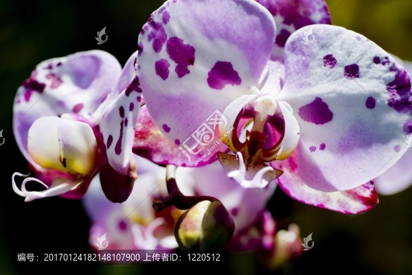 零星的蘭花-匯圖網(wǎng) www.fosd68.com 零星的蘭花