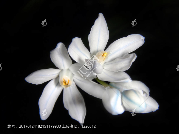 白色的雪花