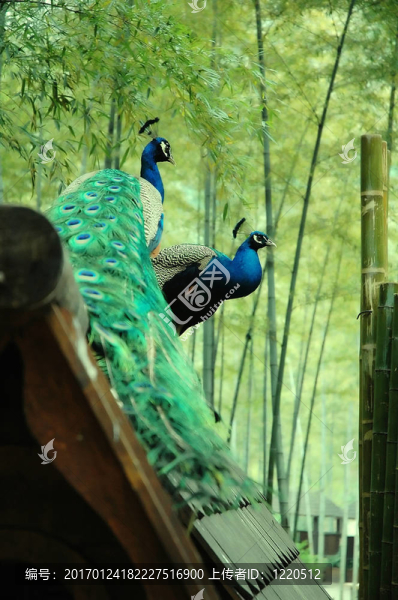 孔雀