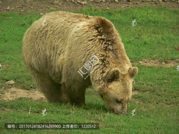 熊-匯圖網(wǎng) www.fosd68.com 熊