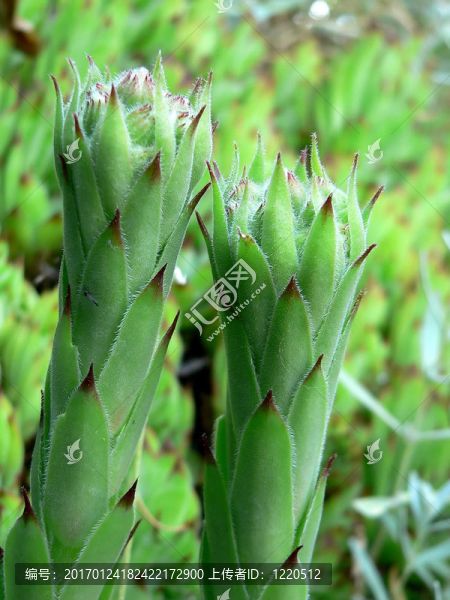 仙人掌-匯圖網(wǎng) www.fosd68.com 仙人掌