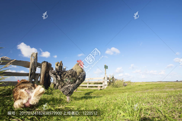 夏天田野里有雞，有藍(lán)天和青草