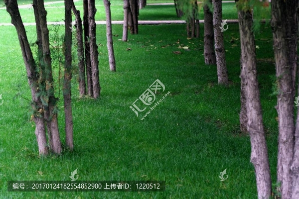草原
