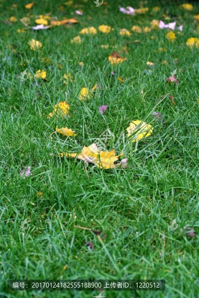 葉草