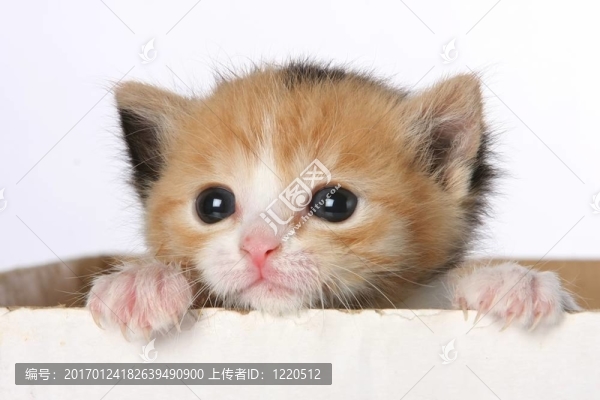 小貓在盒子里
