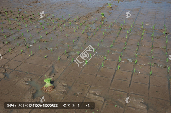 稻田