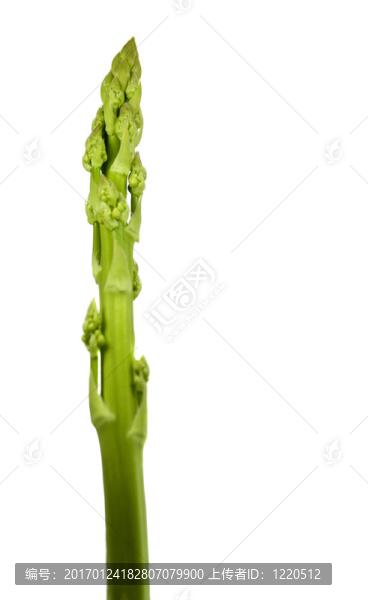 有機(jī)蘆筍的本土