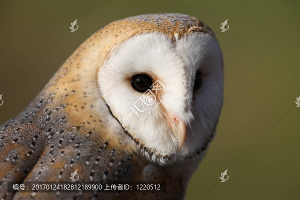 谷倉貓頭鷹