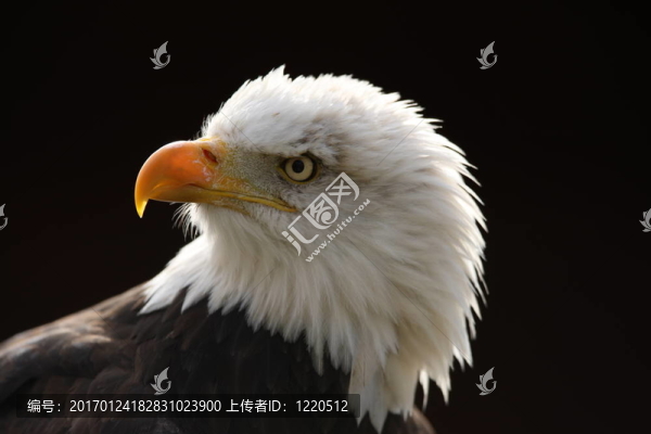 禿頭鷹