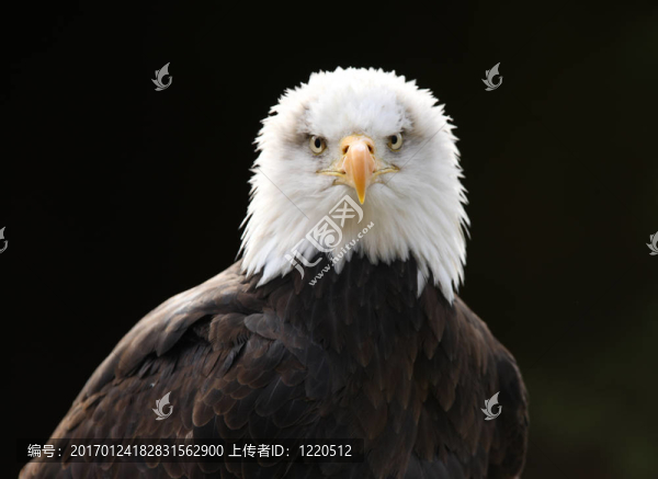 禿頭鷹