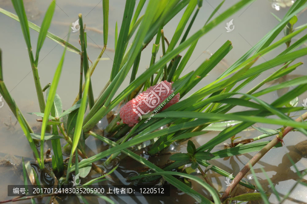 蝸牛卵
