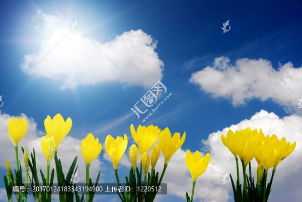 番紅花和藍(lán)天