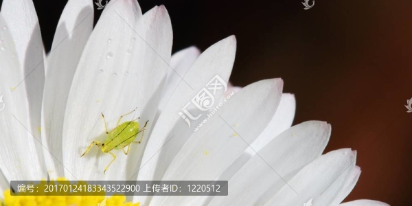 韋爾蒂諾
