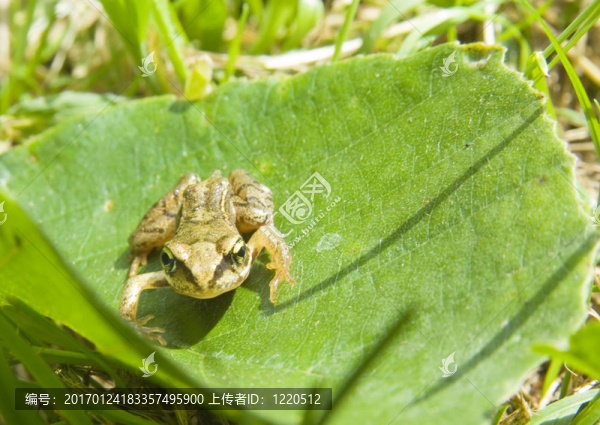 樹(shù)葉上的一只小蟾蜍