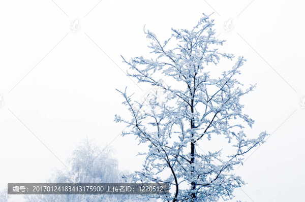 白霜