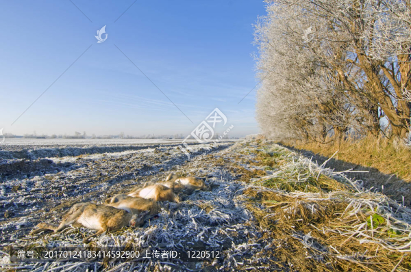 在冬季狩獵之旅