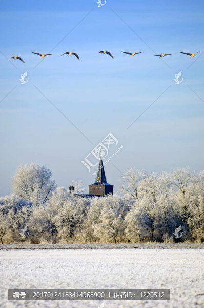 遷移Greylag,Geese