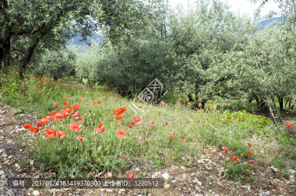 在橄欖園的罌粟花