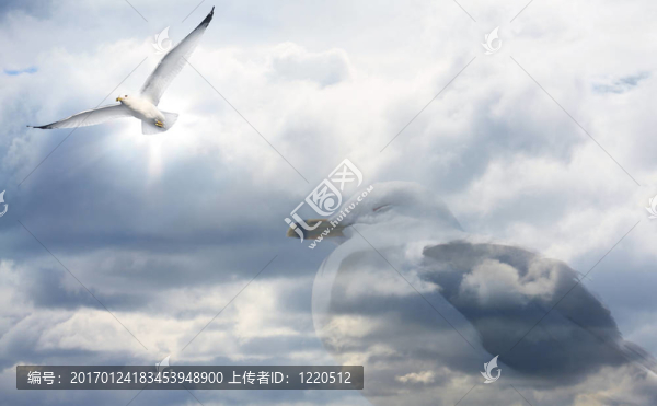 海鷗的夢想