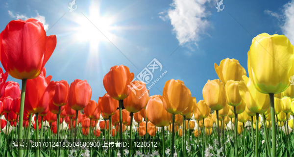 火焰tulips2