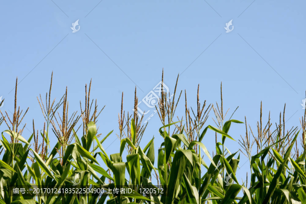 玉米秸稈1-匯圖網(wǎng) www.fosd68.com 玉米秸稈1