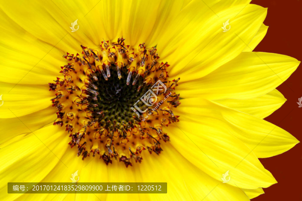 黃色的向日葵特寫-匯圖網(wǎng) www.fosd68.com 黃色的向日葵特寫