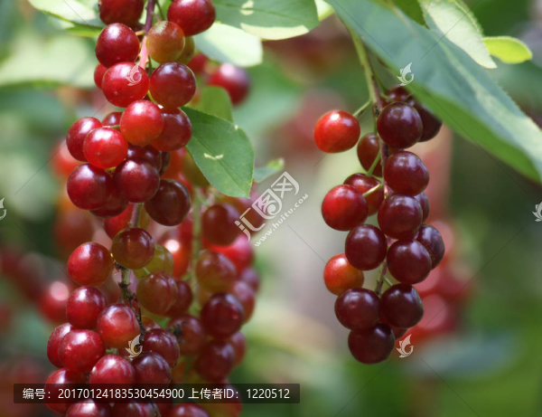 漿果在樹枝上-匯圖網(wǎng) www.fosd68.com 漿果在樹枝上