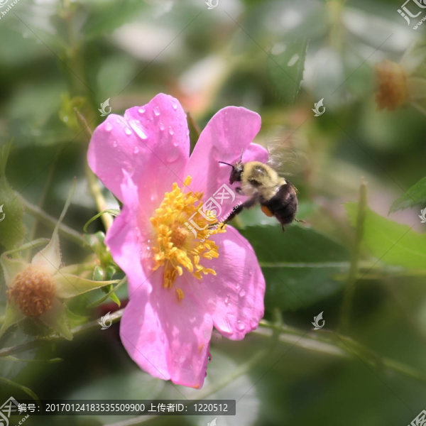 粉紅花蜂-匯圖網(wǎng) www.fosd68.com 粉紅花蜂