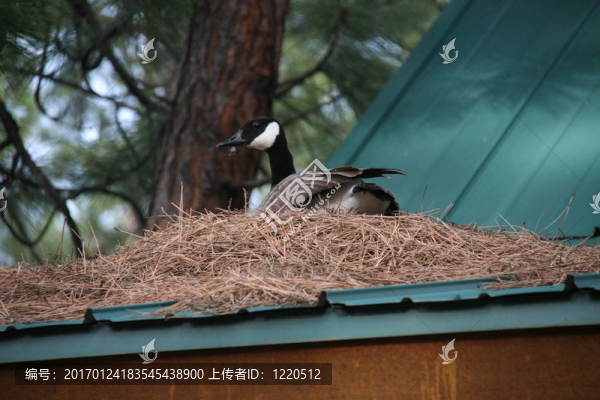 鵝筑巢