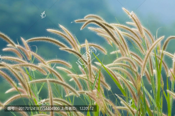 軟芒