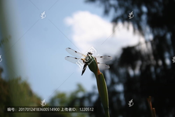 蜻蜓-匯圖網(wǎng) www.fosd68.com 蜻蜓