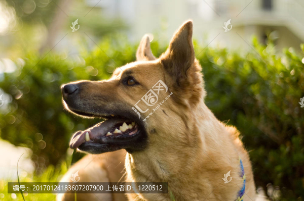 牧羊犬的畫像