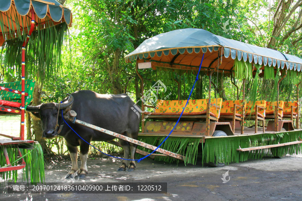 水牛騎