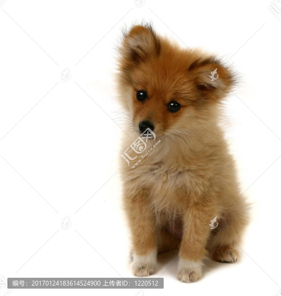 可愛的博美小狗看