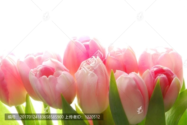 粉紅色的郁金香