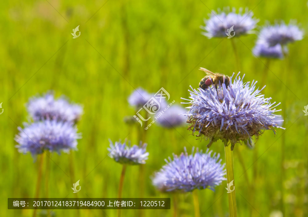 蜜蜂在一朵藍(lán)色的花上