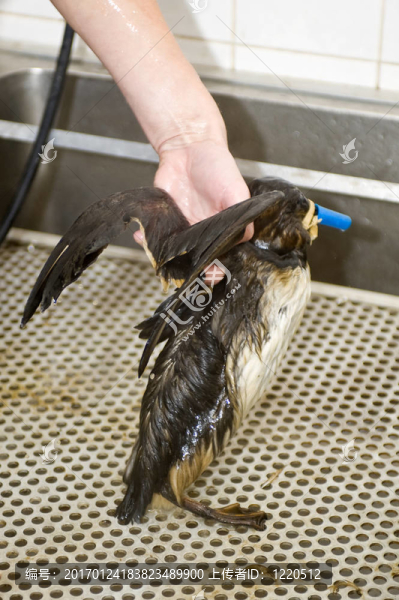 清潔油污海鳩